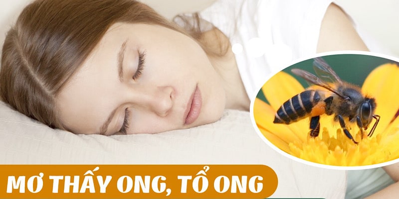 Chiêm bao thấy tổ ong là điềm báo gì