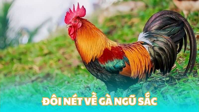 Đôi nét về gà ngũ sắc