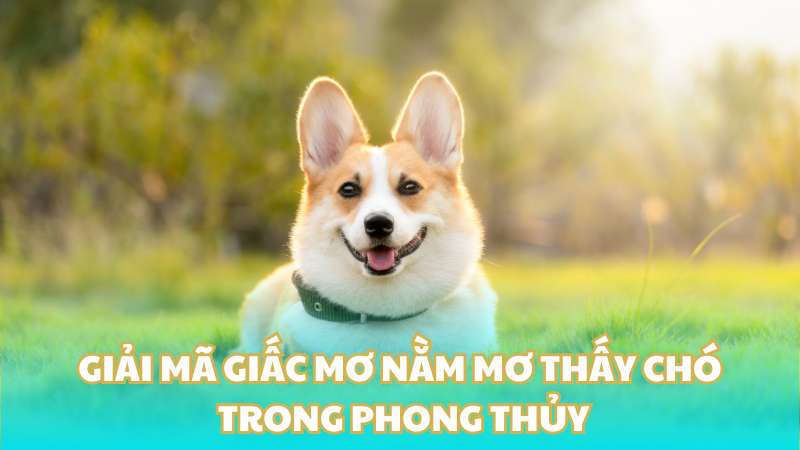 Giải mã giấc mơ nằm mơ thấy chó trong phong thủy