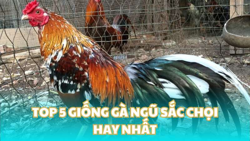 Top 5 giống gà ngũ sắc chọi hay nhất