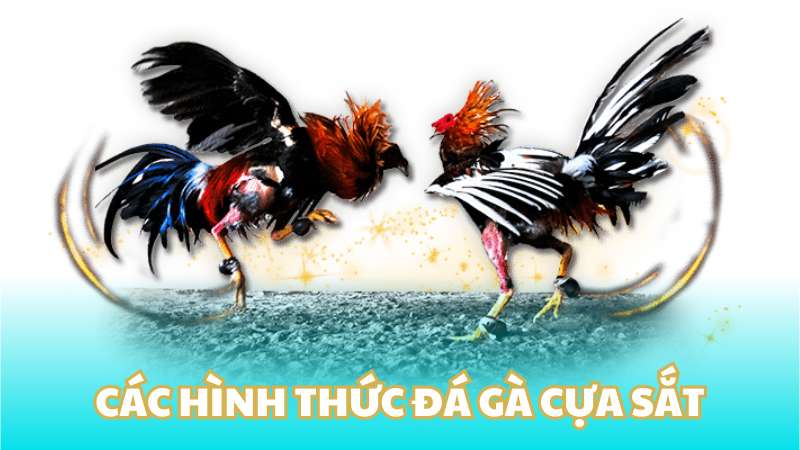 Các hình thức đá gà cựa sắt