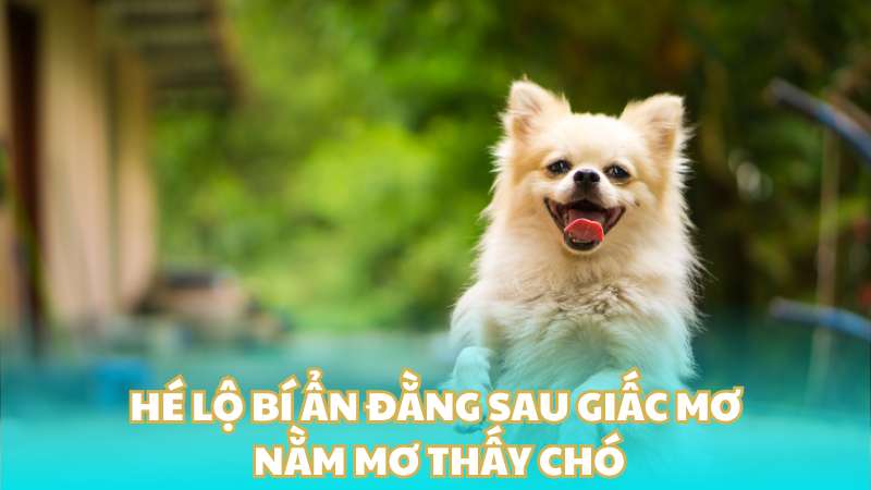 Hé lộ bí ẩn đằng sau giấc mơ nằm mơ thấy chó