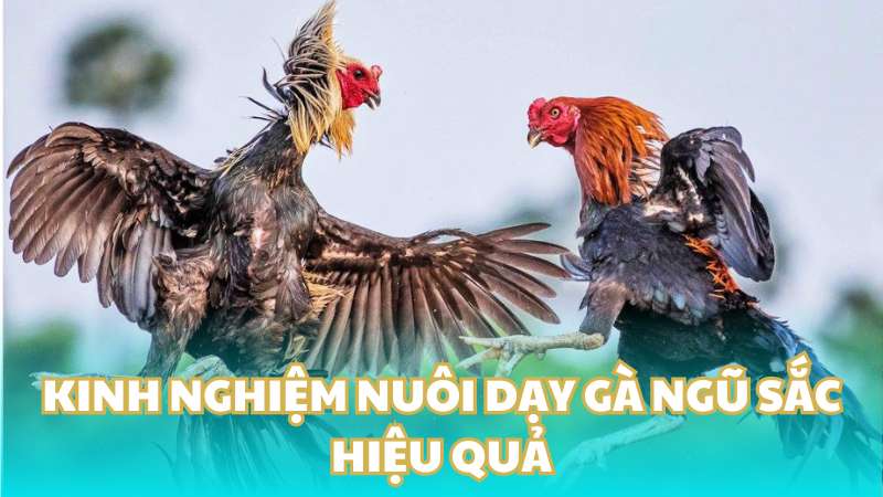 Kinh nghiệm nuôi dạy gà ngũ sắc hiệu quả