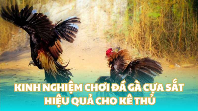 Kinh nghiệm chơi đá gà cựa sắt hiệu quả cho kê thủ