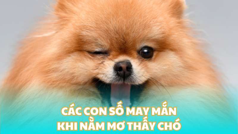 Các con số may mắn khi nằm mơ thấy chó