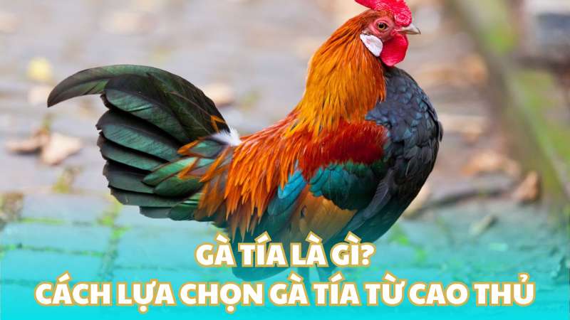 Gà tía là gì? Cách lựa chọn gà tía từ cao thủ