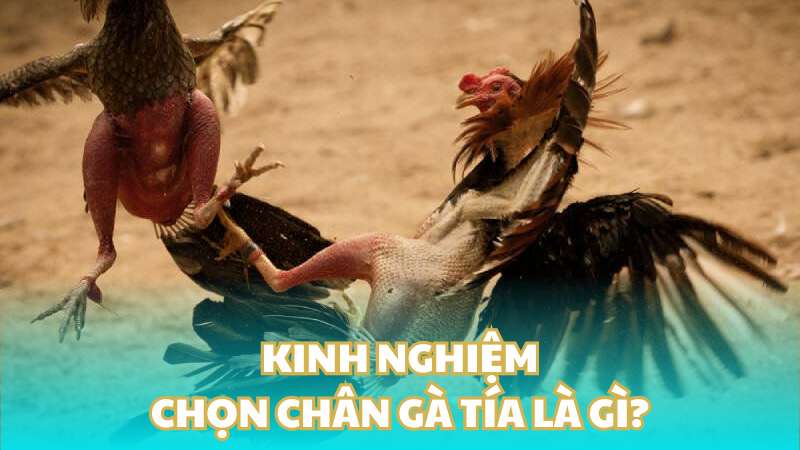 Kinh nghiệm chọn chân gà tía là gì?