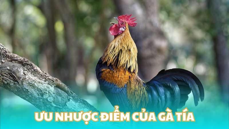 Ưu nhược điểm của gà tía