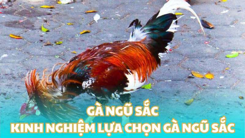 Gà ngũ sắc - Kinh nghiệm lựa chọn gà ngũ sắc chuẩn