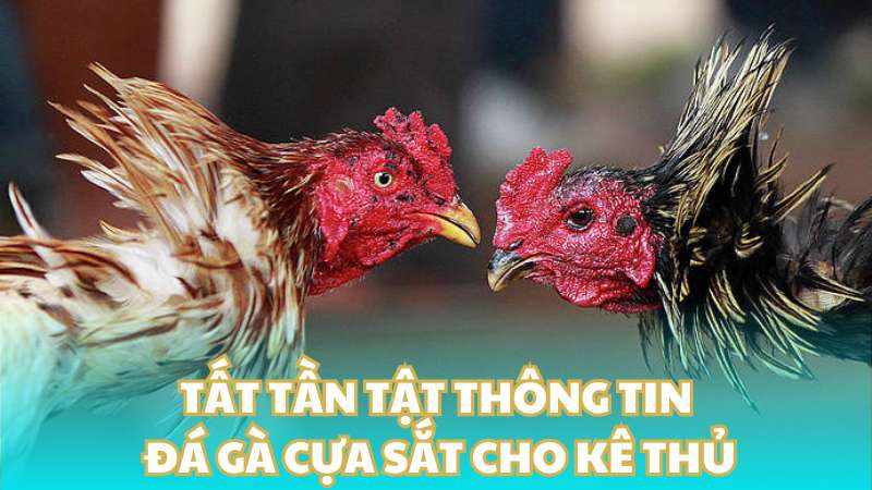 Tất tần tật thông tin đá gà cựa sắt cho kê thủ