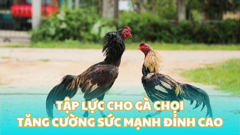 Tập lực cho gà chọi - Tăng cường sức mạnh đỉnh cao