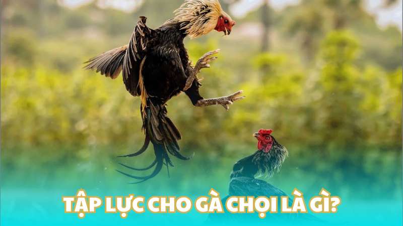 Tập lực cho gà chọi là gì?