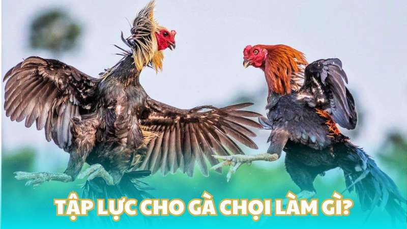 Tập lực cho gà chọi làm gì?