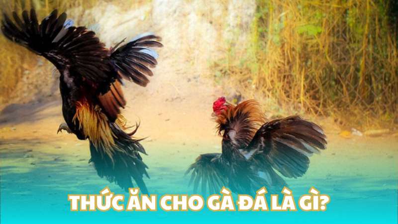 Thức ăn cho gà đá là gì?