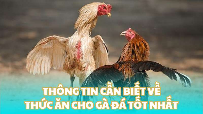 Thông tin cần biết về thức ăn cho gà đá tốt nhất