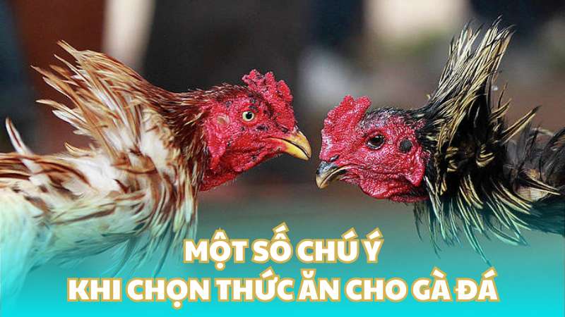 Một số chú ý khi chọn thức ăn gà đá