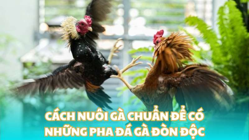 Cách nuôi gà chuẩn để có những pha đá gà đòn độc