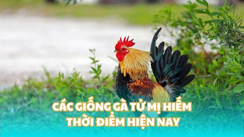 Các giống gà tử mị hiếm thời điểm hiện nay