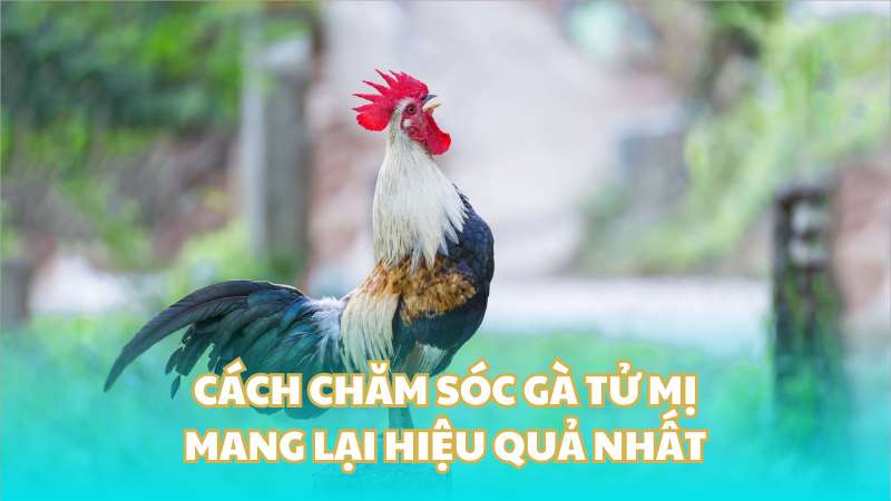 Cách chăm sóc gà tử mị mang lại hiệu quả nhất