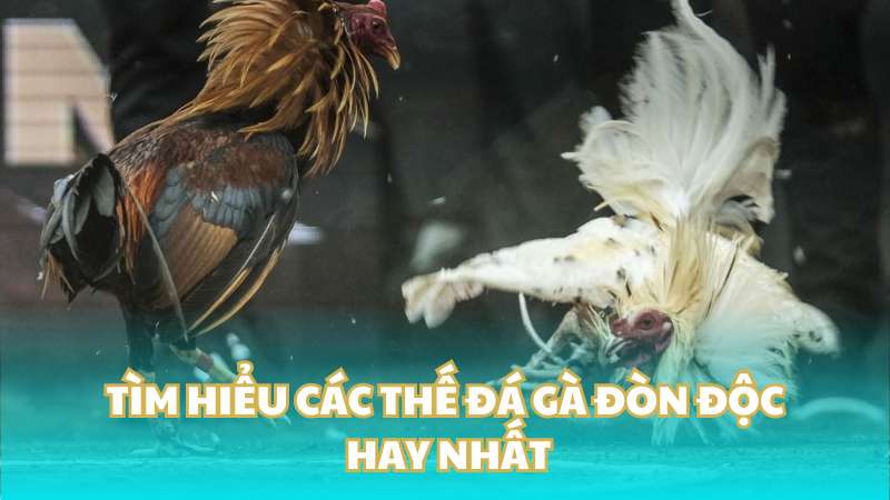 Tìm hiểu các thế đá gà đòn độc hay nhất