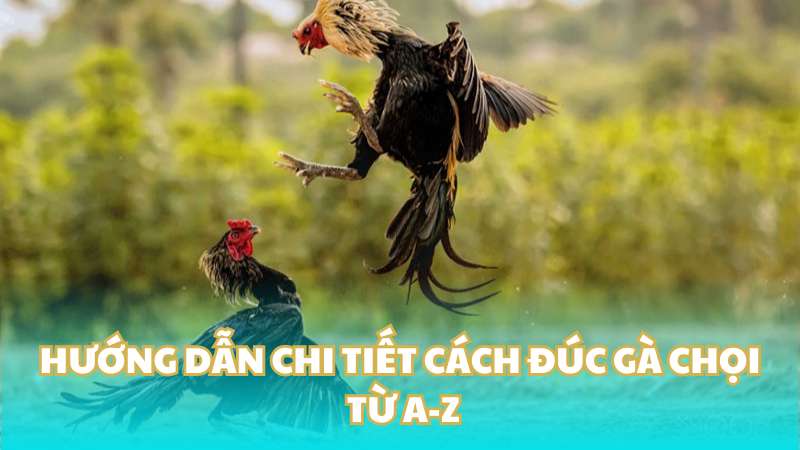 Hướng dẫn chi tiết cách đúc gà chọi từ A-Z