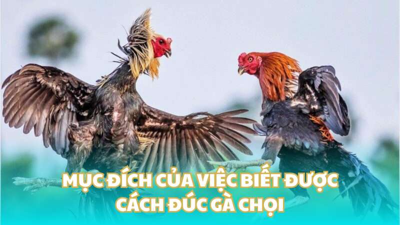 Mục đích của việc biết được cách đúc gà chọi