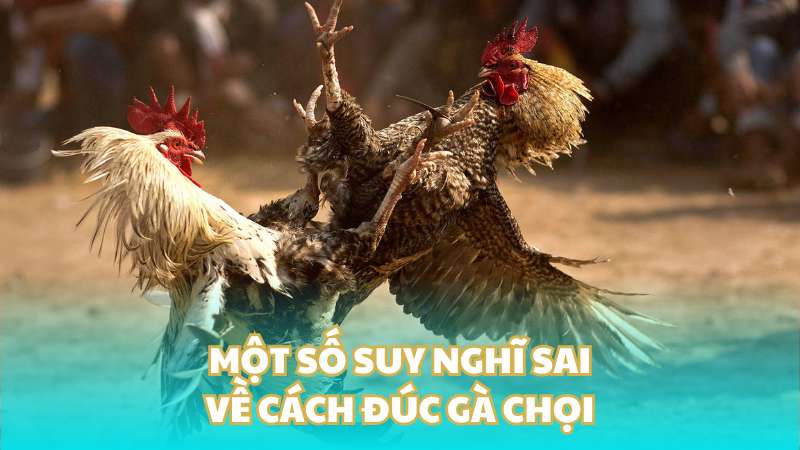 Một số suy nghĩ sai về cách đúc gà chọi