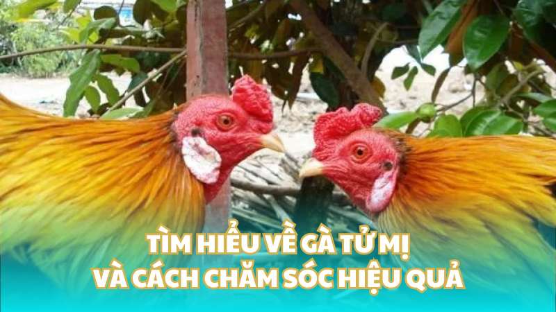 Tìm hiểu về gà tử mị và cách chăm sóc hiệu quả