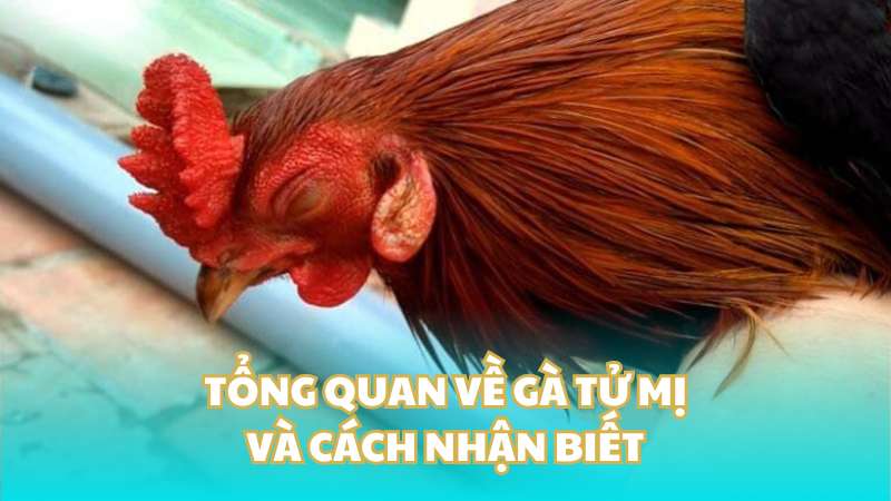 Tổng quan về gà tử mị